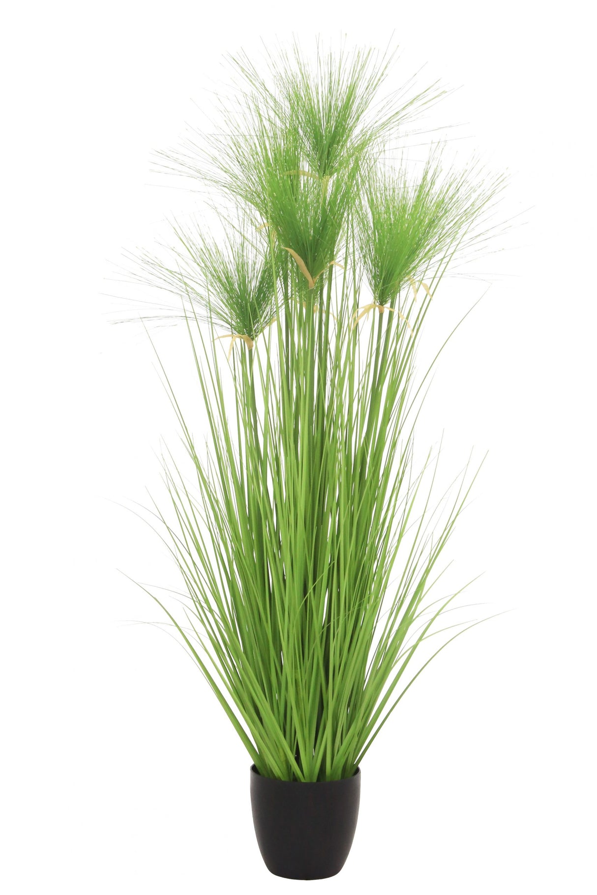 Cycas Grass