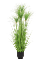 Cycas Grass