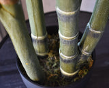 Areca Palm Tree