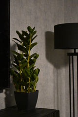 Fiscus Plant 75CM