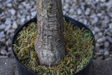 Tall Stem Dracaena Fragrans 180cm
