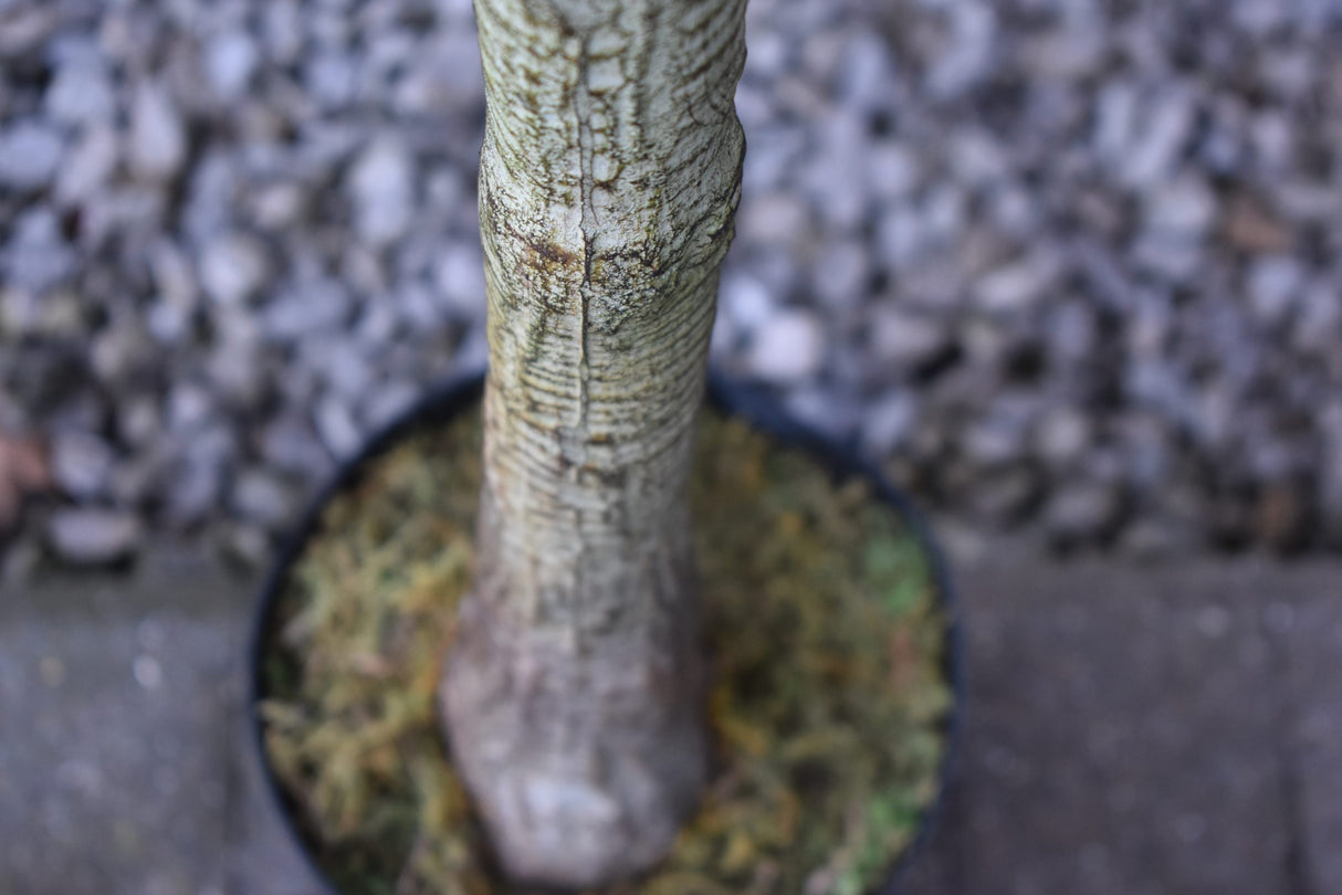 Tall Stem Dracaena Fragrans 180cm
