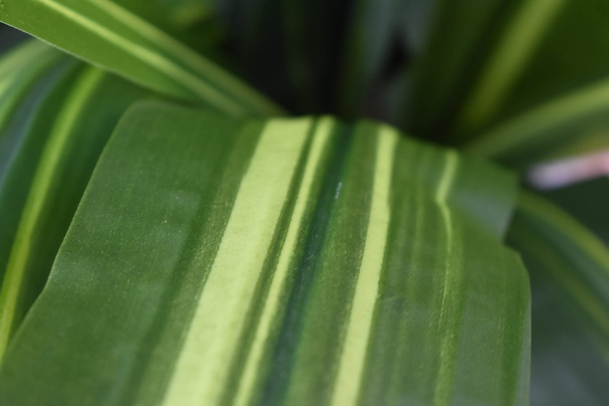 Tall Stem Dracaena Fragrans 180cm
