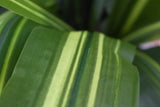 Tall Stem Dracaena Fragrans 180cm