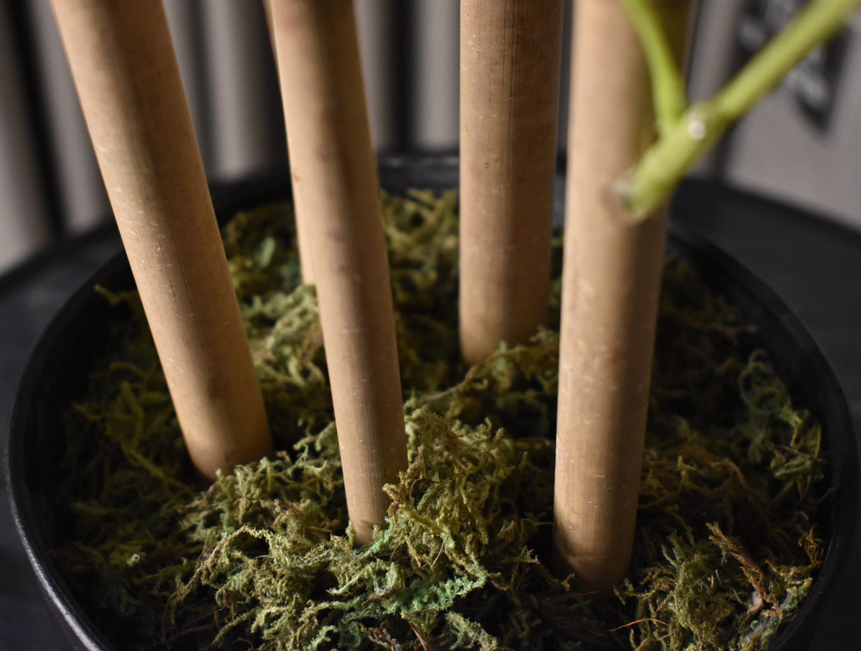 Japanese Bamboo Plant
