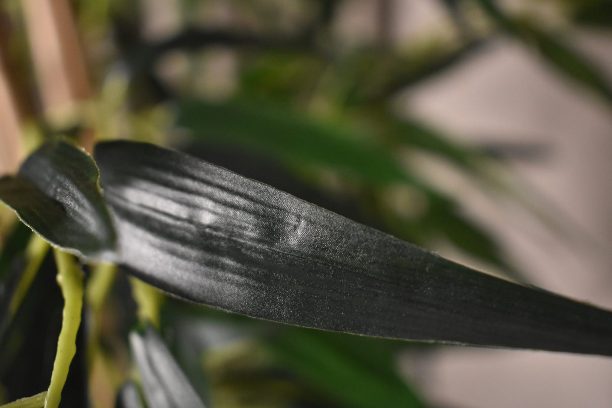 Japanese Bamboo Plant