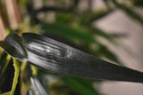 Japanese Bamboo Plant