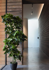Schefflera Arboricola