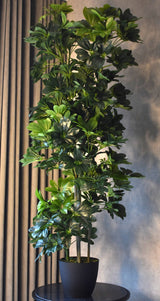Schefflera Arboricola