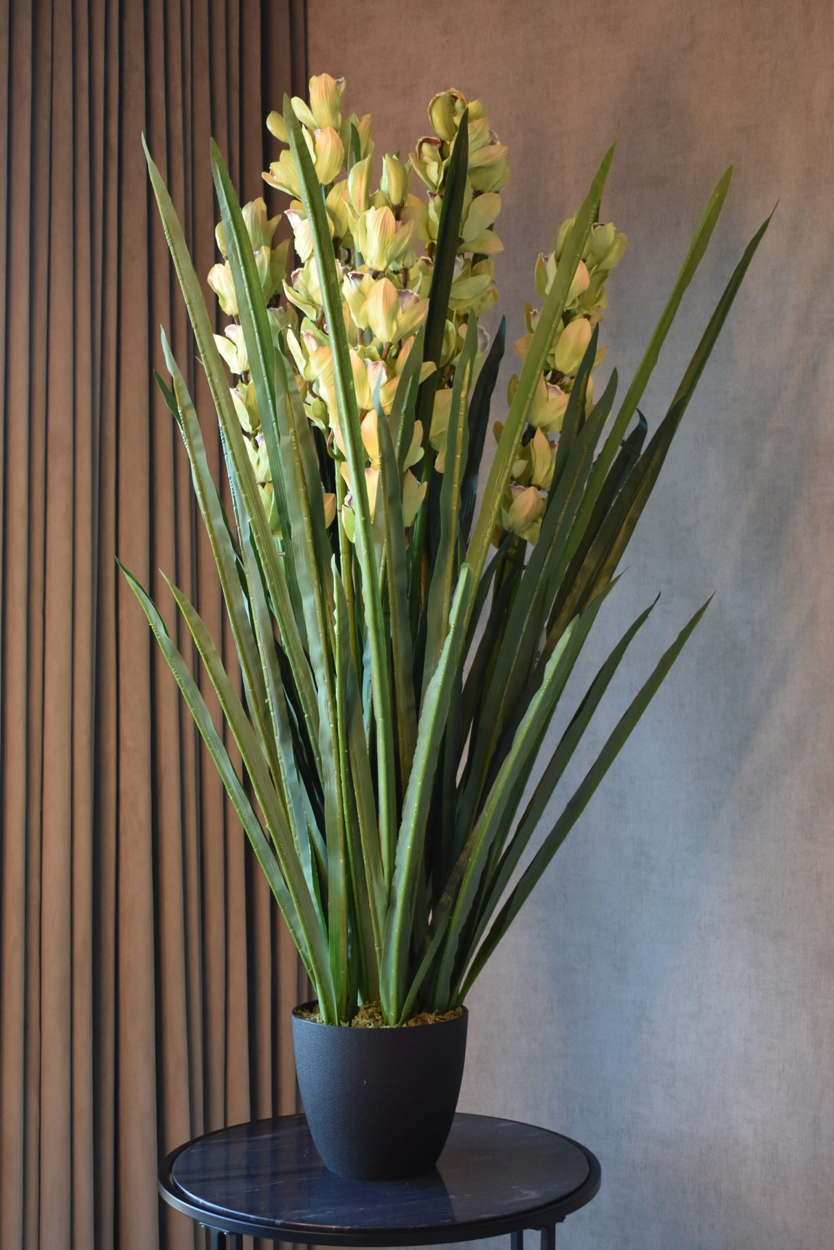 Dwarf Cymbidium Plant