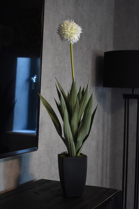 Dandelion Plant