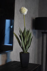 Dandelion Plant