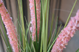 Eremurus Grass