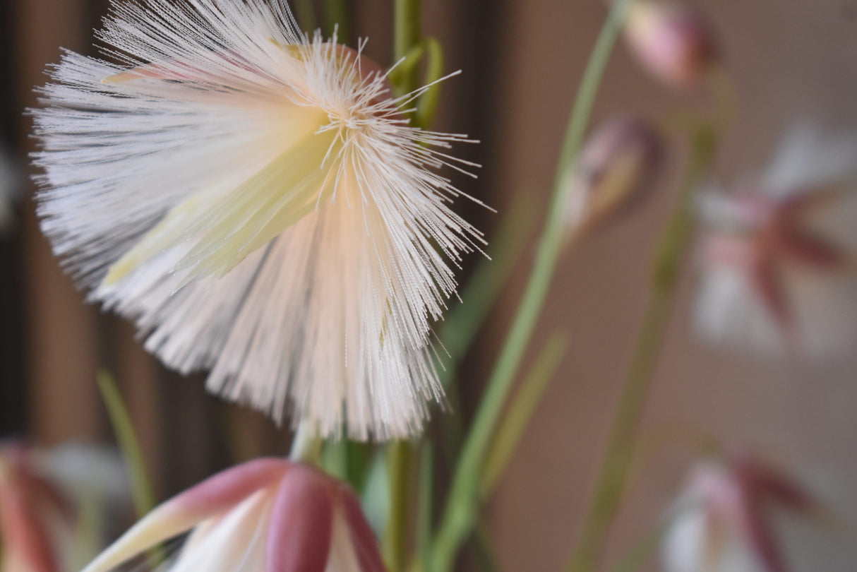Princess Flower Grass
