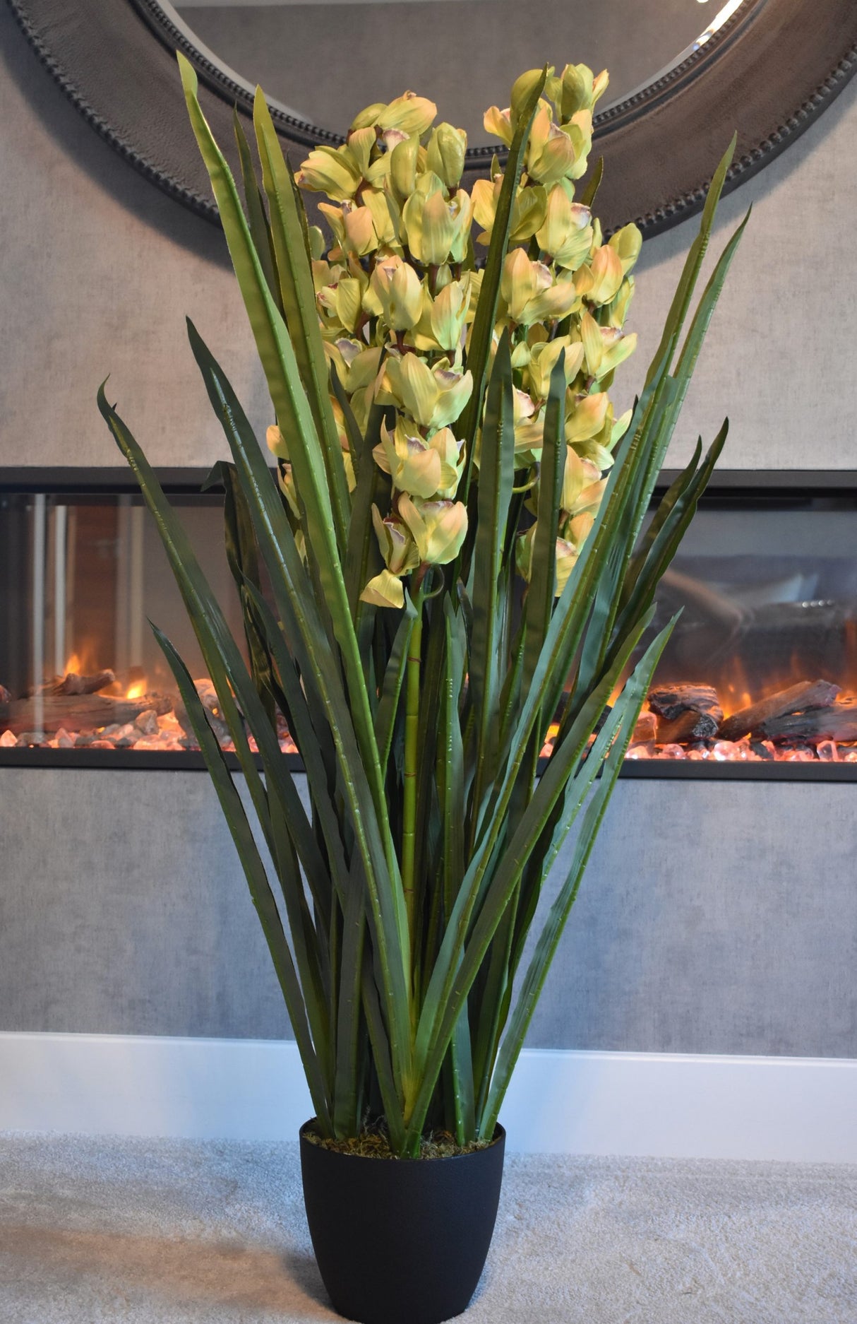 Dwarf Cymbidium Plant