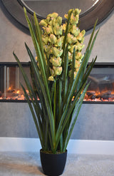 Dwarf Cymbidium Plant