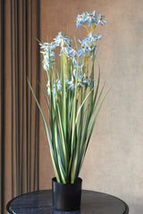 Allium Grass