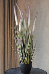 Dogtail Grass