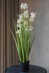 Allium Grass