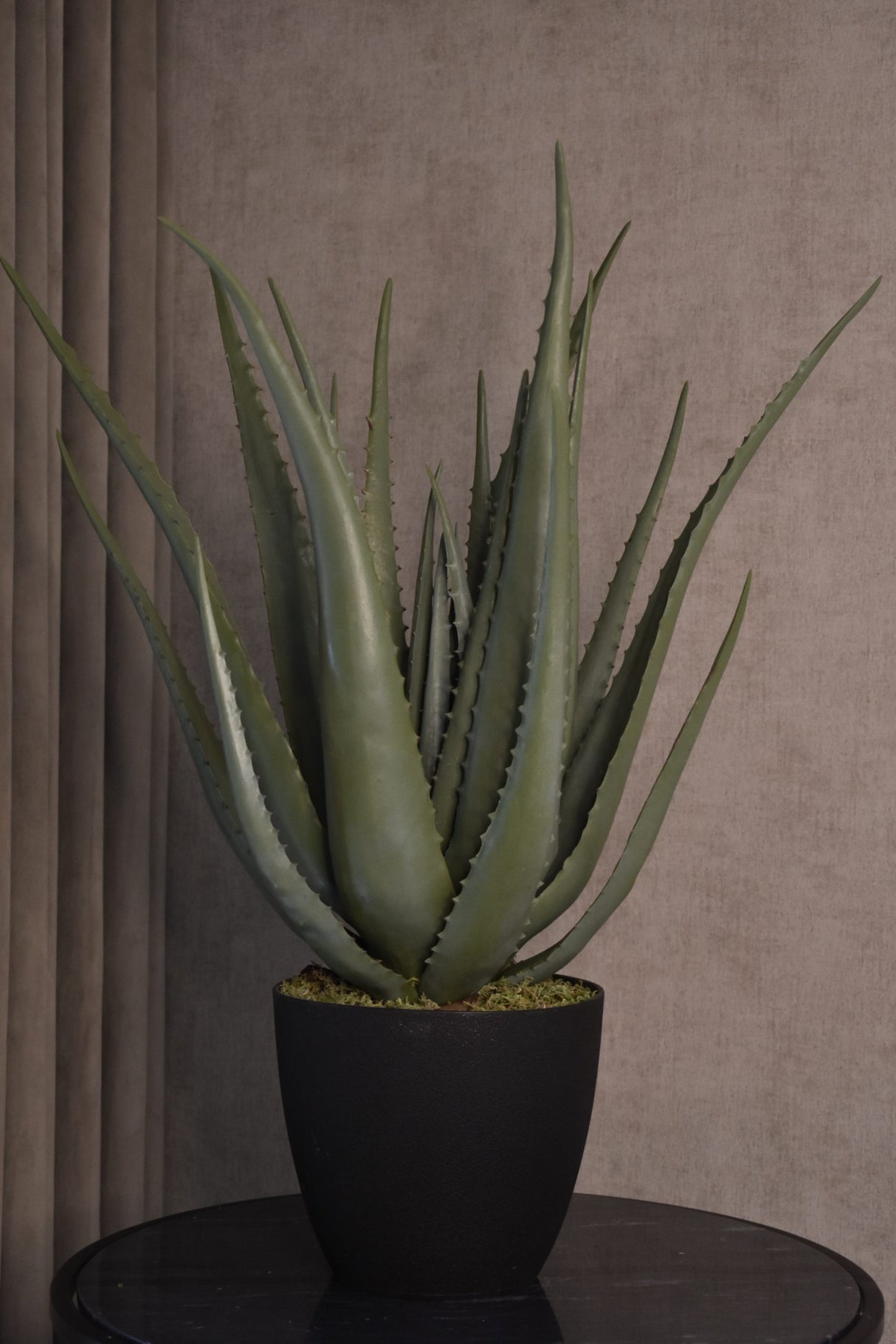 Aloe Vera Plant