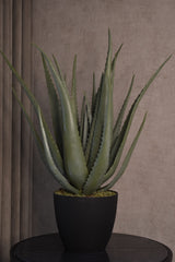 Aloe Vera Plant