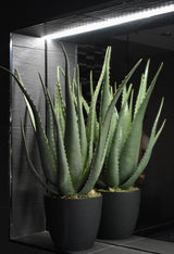 Aloe Vera Plant