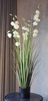 Princess Flower Grass