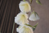 Princess Flower Grass