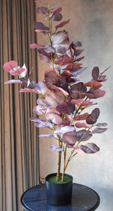 Eucalyptus Leaf