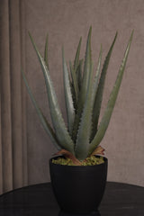 Aloe Vera Plant