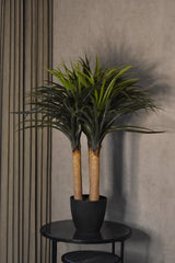 Nolina Recurvarta