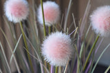 Pompon Plant