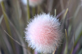 Pompon Plant