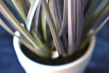Pompon Plant