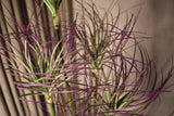 Ornamental Grass