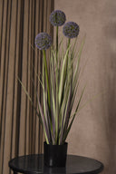 Allium Globe Grass