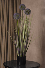 Allium Globe Grass