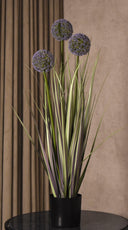 Allium Grass