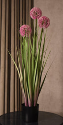 Allium Grass