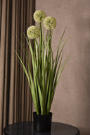 Allium Globe Grass