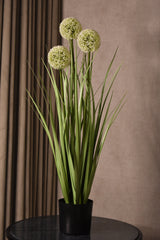 Allium Globe Grass