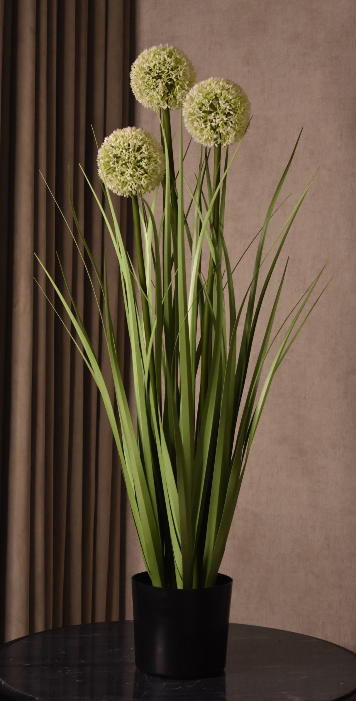 Allium Grass