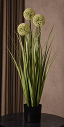 Allium Grass