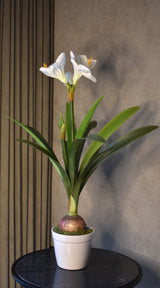 White Amaryllis Plant 80 CM