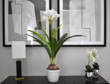 White Amaryllis Plant 80 CM