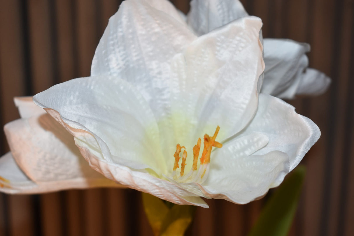 White Amaryllis Plant 80 CM