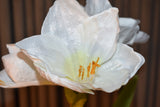 White Amaryllis Plant 80 CM