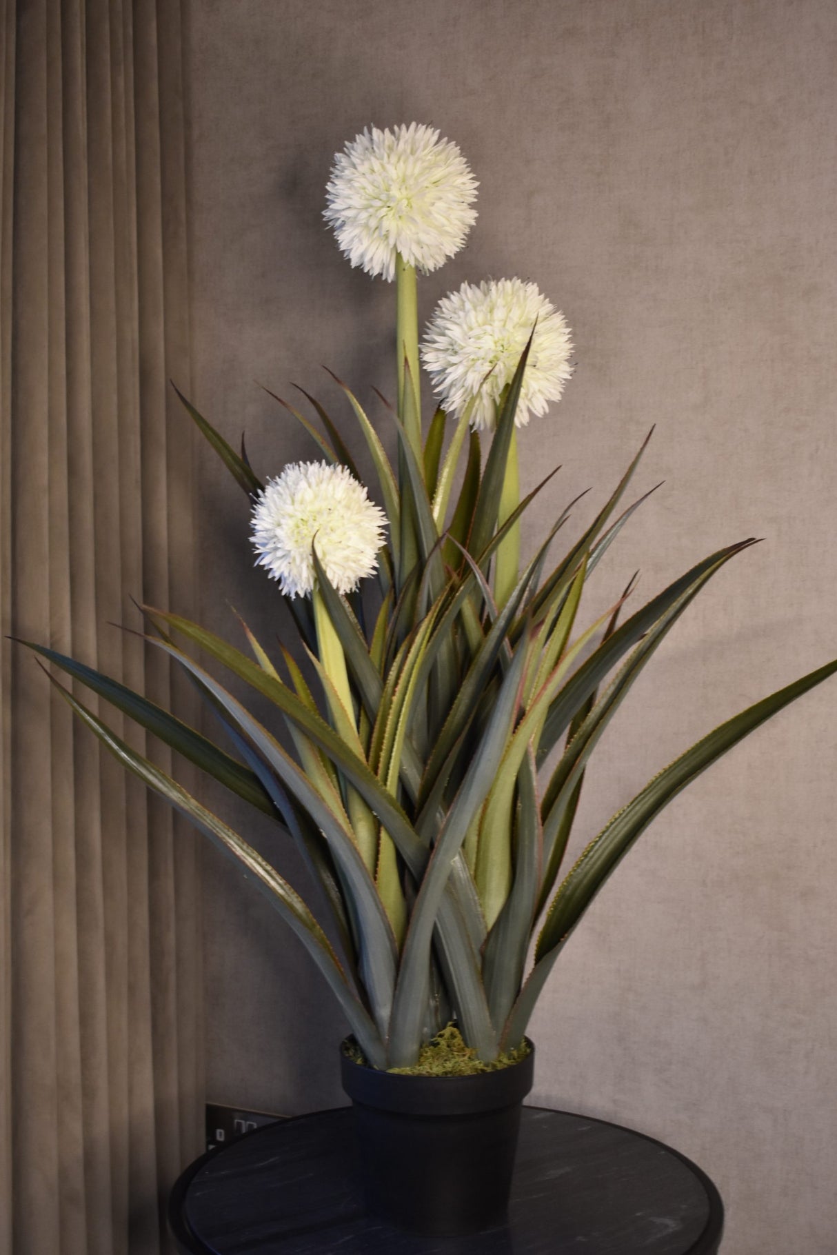 Pineapple Plant