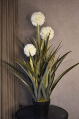 Pineapple Plant