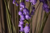 Bellflower Grass